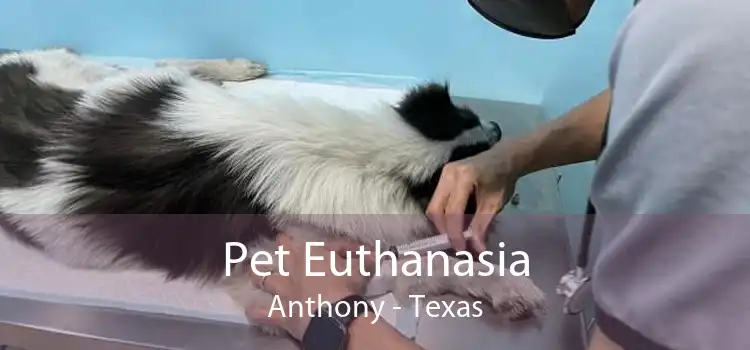 Pet Euthanasia Anthony - Texas