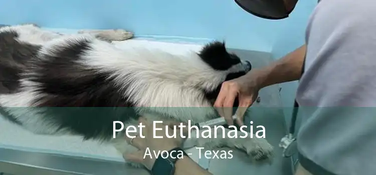 Pet Euthanasia Avoca - Texas