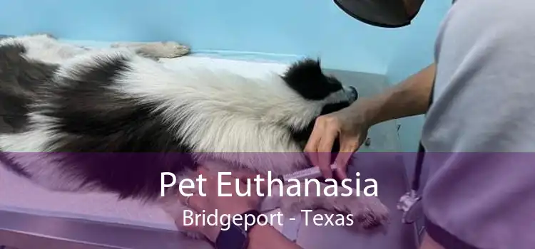 Pet Euthanasia Bridgeport - Texas