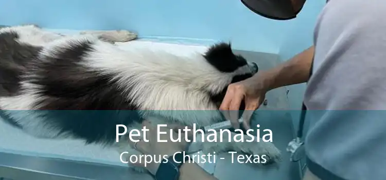 Pet Euthanasia Corpus Christi - Texas