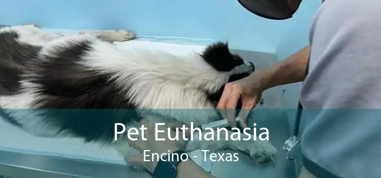 Pet Euthanasia Encino - Texas