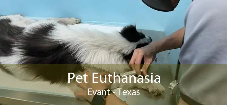 Pet Euthanasia Evant - Texas