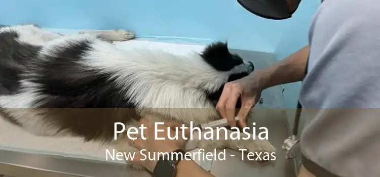 Pet Euthanasia New Summerfield - Texas