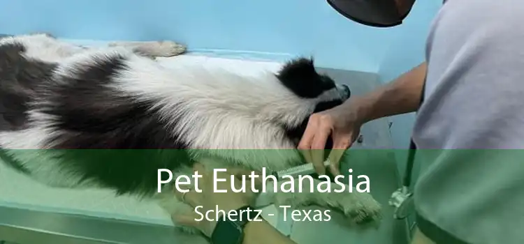 Pet Euthanasia Schertz - Texas