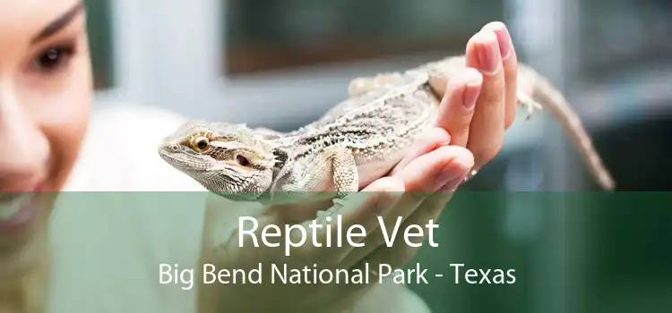 Reptile Vet Big Bend National Park - Texas