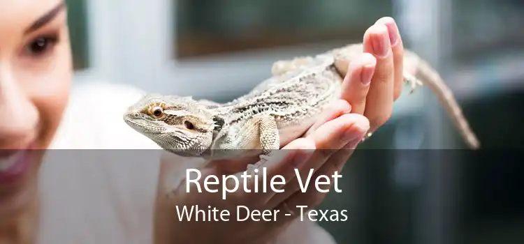 Reptile Vet White Deer - Texas