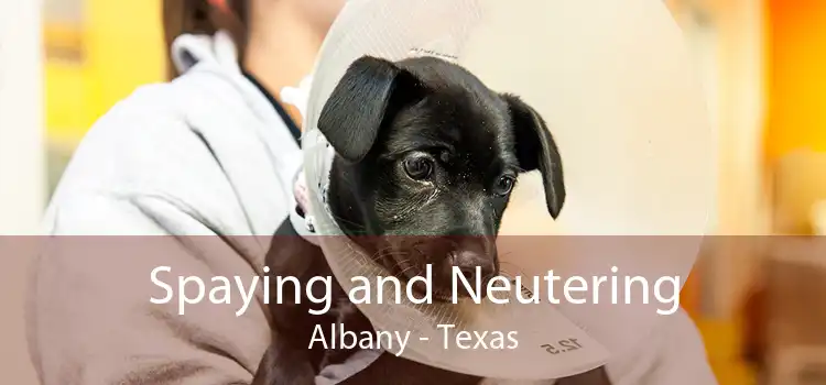 Spaying and Neutering Albany - Texas