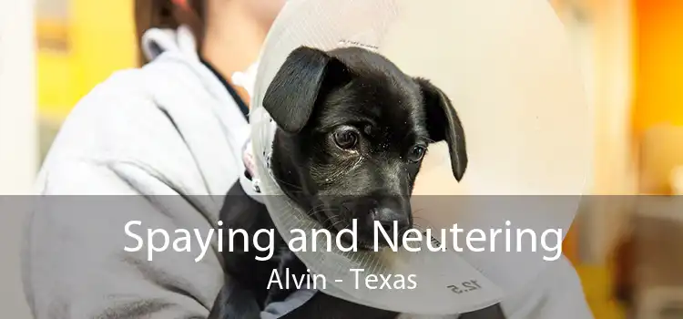 Spaying and Neutering Alvin - Texas