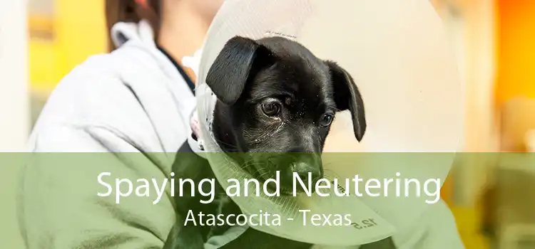 Spaying and Neutering Atascocita - Texas