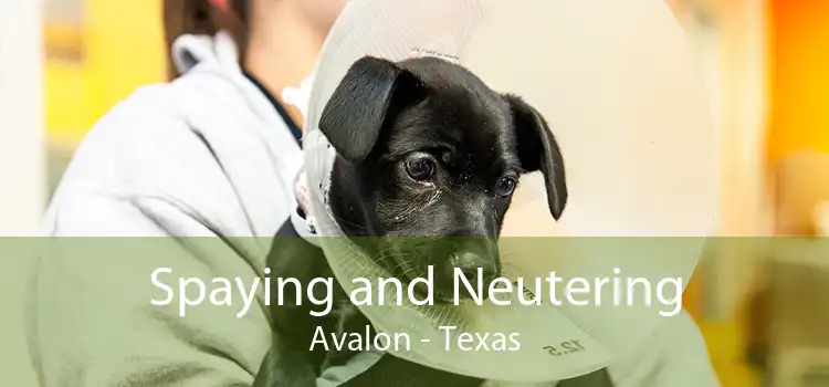 Spaying and Neutering Avalon - Texas