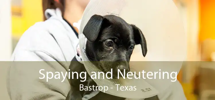 Spaying and Neutering Bastrop - Texas