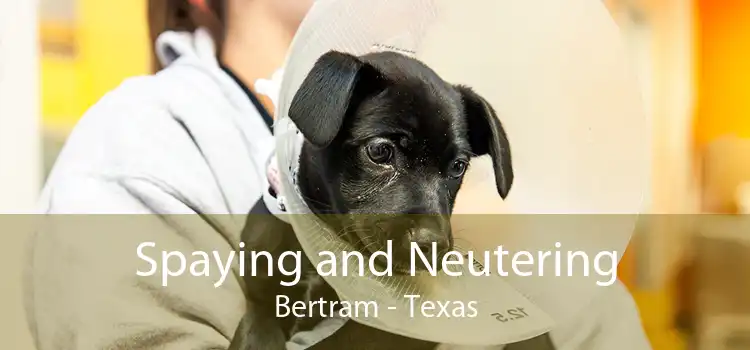 Spaying and Neutering Bertram - Texas