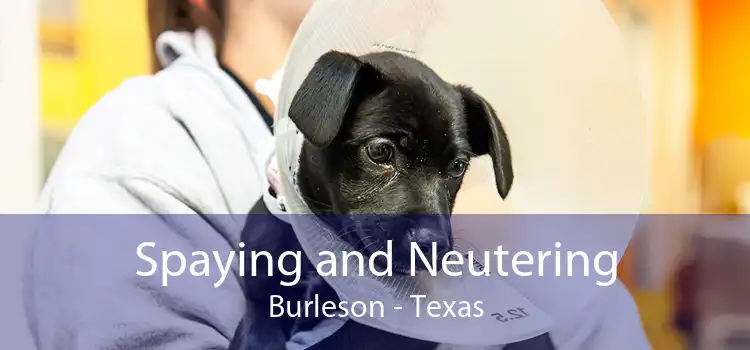 Spaying and Neutering Burleson - Texas