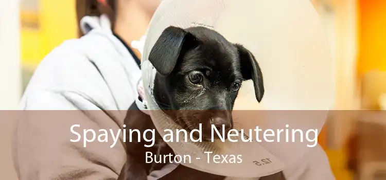 Spaying and Neutering Burton - Texas