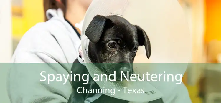 Spaying and Neutering Channing - Texas