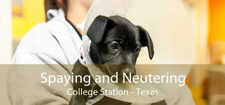 Spaying and Neutering College Station - Texas