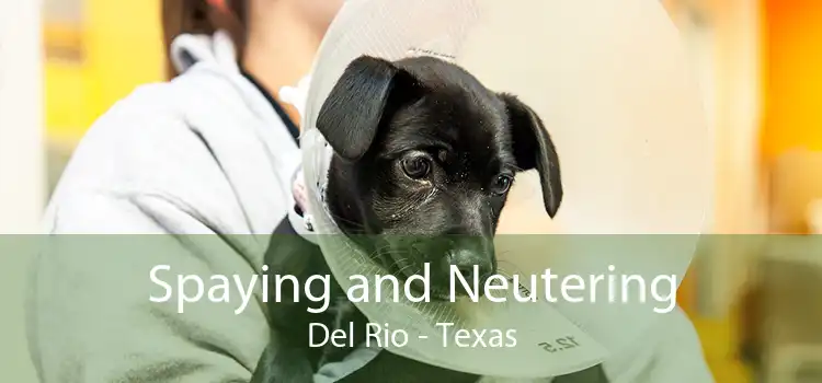 Spaying and Neutering Del Rio - Texas