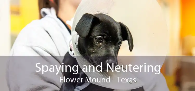 Spaying and Neutering Flower Mound - Texas