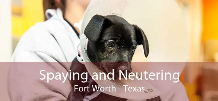 Spaying and Neutering Fort Worth - Texas