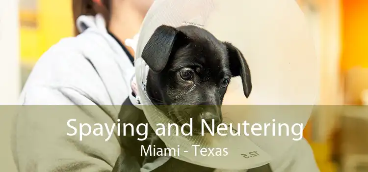 Spaying and Neutering Miami - Texas