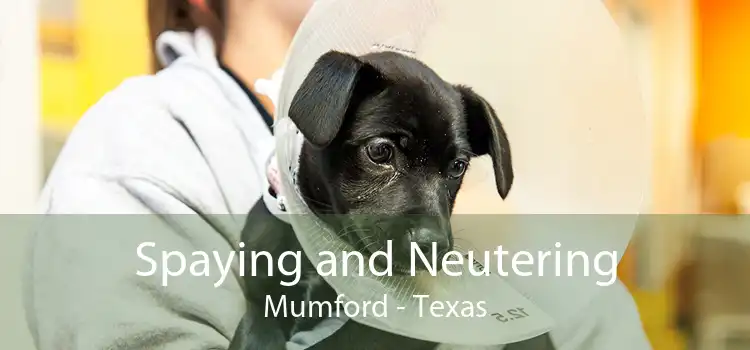 Spaying and Neutering Mumford - Texas