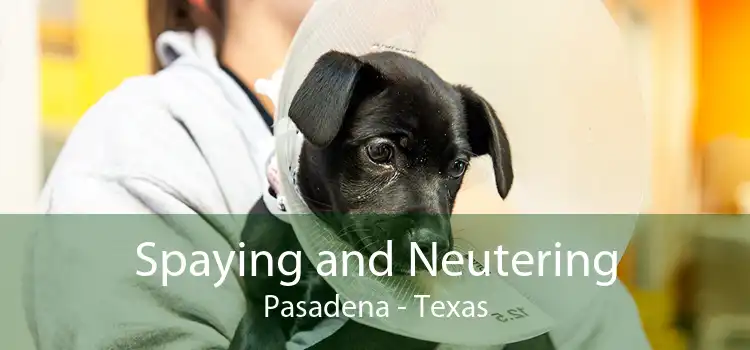 Spaying and Neutering Pasadena - Texas