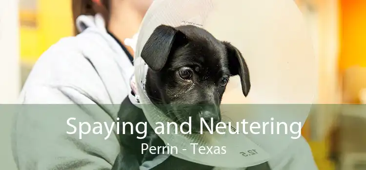 Spaying and Neutering Perrin - Texas