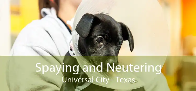 Spaying and Neutering Universal City - Texas