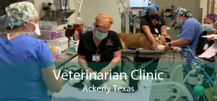 Veterinarian Clinic Ackerly Texas