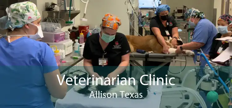 Veterinarian Clinic Allison Texas