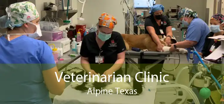 Veterinarian Clinic Alpine Texas