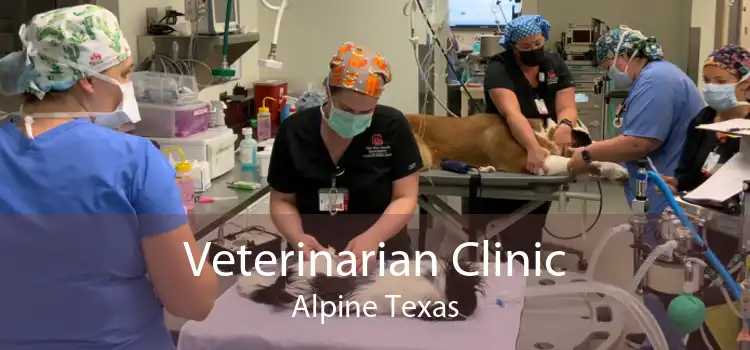 Veterinarian Clinic Alpine Texas