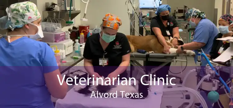 Veterinarian Clinic Alvord Texas