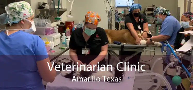 Veterinarian Clinic Amarillo Texas