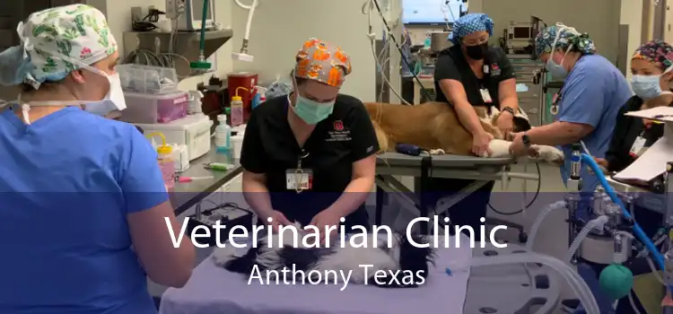 Veterinarian Clinic Anthony Texas