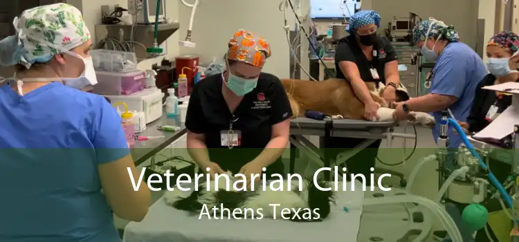 Veterinarian Clinic Athens Texas