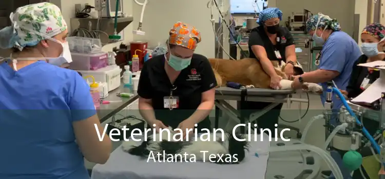 Veterinarian Clinic Atlanta Texas