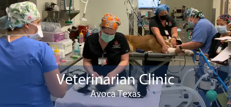 Veterinarian Clinic Avoca Texas