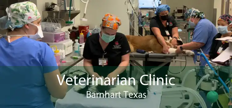 Veterinarian Clinic Barnhart Texas