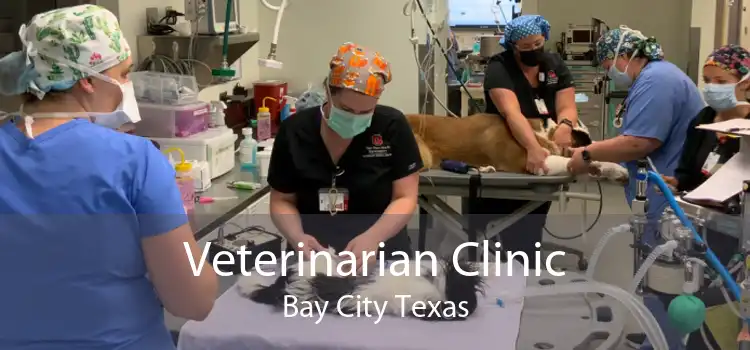 Veterinarian Clinic Bay City Texas