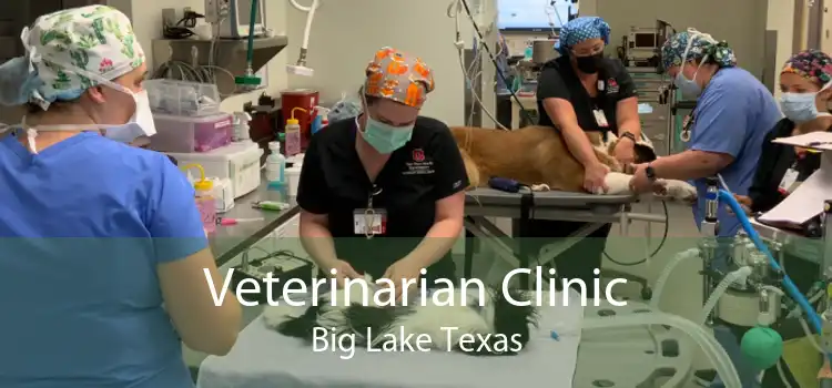 Veterinarian Clinic Big Lake Texas