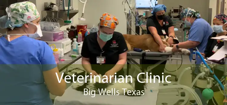 Veterinarian Clinic Big Wells Texas