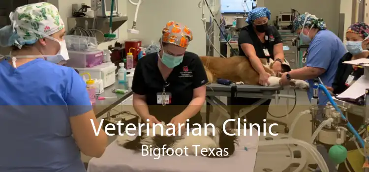 Veterinarian Clinic Bigfoot Texas