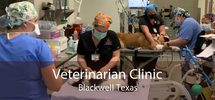 Veterinarian Clinic Blackwell Texas