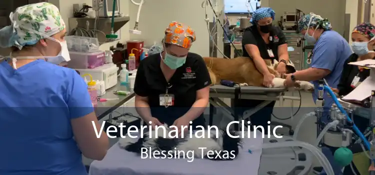 Veterinarian Clinic Blessing Texas