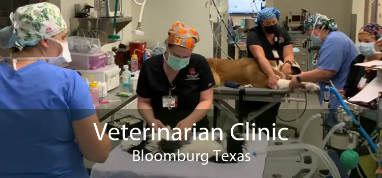 Veterinarian Clinic Bloomburg Texas