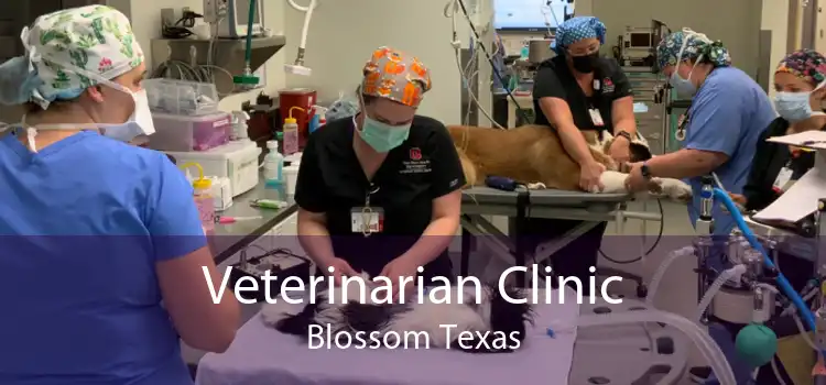 Veterinarian Clinic Blossom Texas