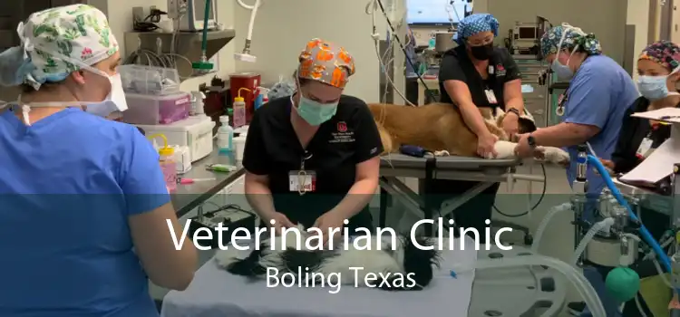 Veterinarian Clinic Boling Texas