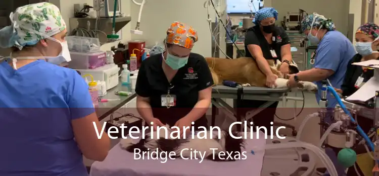 Veterinarian Clinic Bridge City Texas