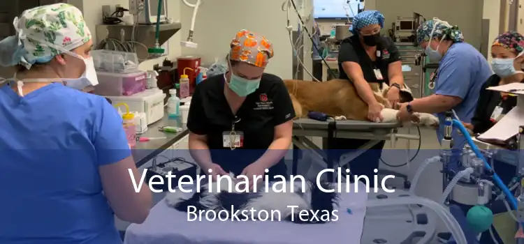 Veterinarian Clinic Brookston Texas